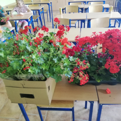 pelargonie3