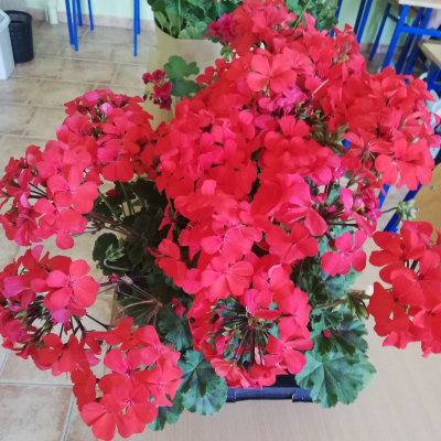 pelargonie6