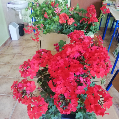 pelargonie1