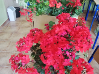 pelargonie1