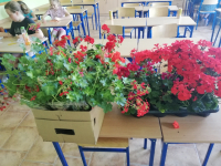 pelargonie3
