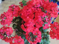 pelargonie6