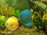 rogalin21_46